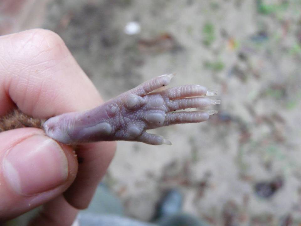 FIGURE 9 FIGURE 9